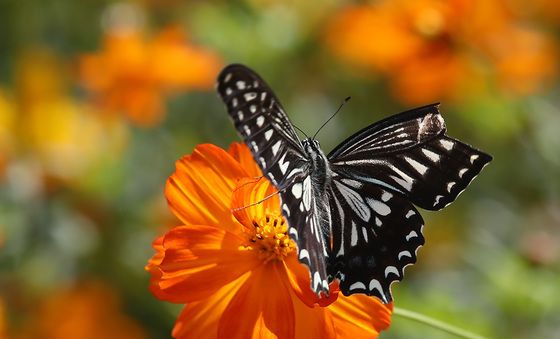 코스모스에 날아든 나비