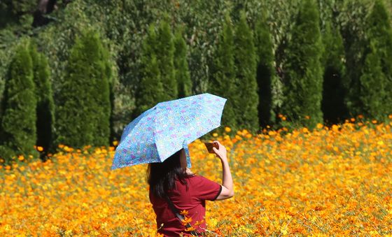코스모스 가을 산책