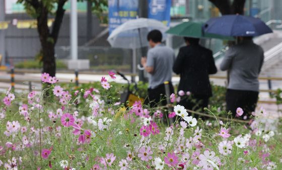 촉촉하게 내리는 가을비
