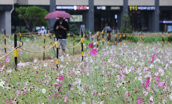 가을비와 코스모스