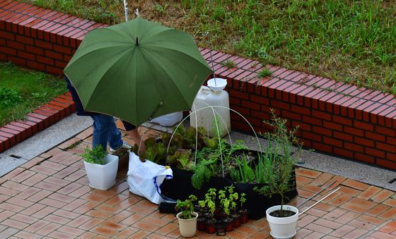 포항시청 옥상 위 텃밭