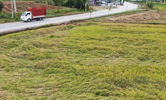가을 장마로 쓰러진 벼