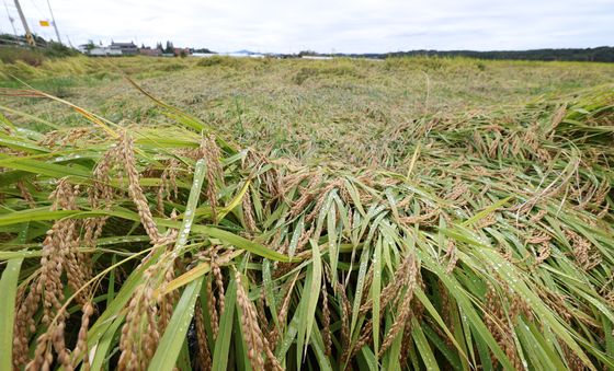 수확 앞두고 비에 쓰러진 벼