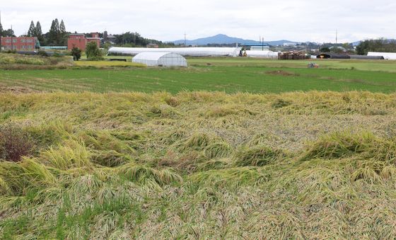가을비에 쓰러진 벼