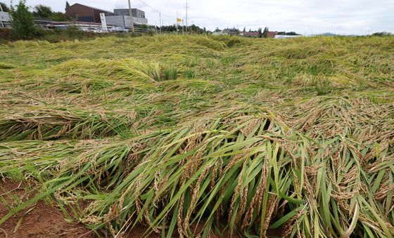 수확 앞두고 쓰러진 벼