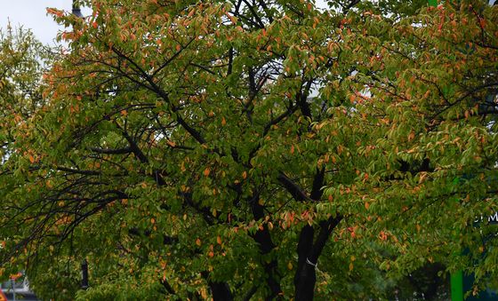 가을이 오는 길목