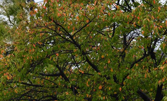 가을이 오고 있어요