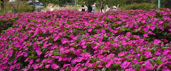 가을꽃이 활짝 핀 거창창포원