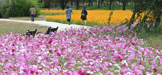 가을꽃이 만개한 거창창포원