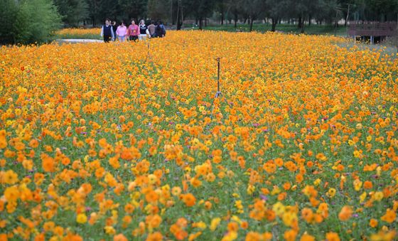 가을꽃이 만개한 거창창포원