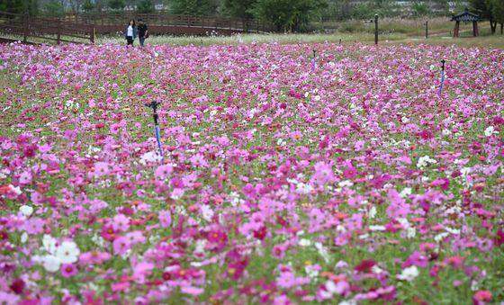 거창창포원, 가을꽃 만개