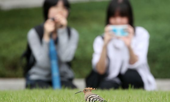 반가운 '인디언 추장새'