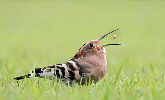 먹이 활동하는 후투티