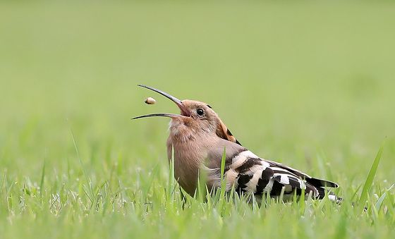 먹이 활동하는 후투티