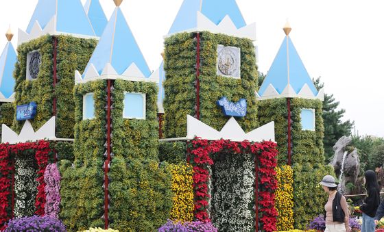 국화의 화려한 변신