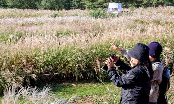 하늘공원 억새밭 사진찍는 시민들
