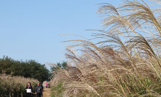 서울억새축제 찾은 시민들