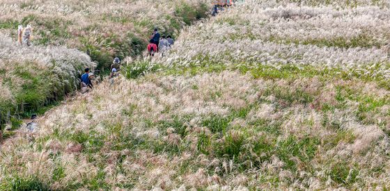 억새밭 산책하는 시민들