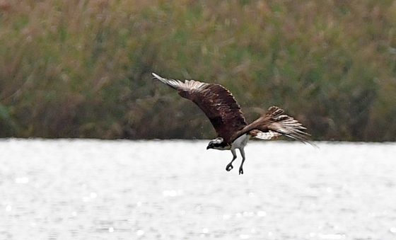 물고기 사냥 나선 물수리