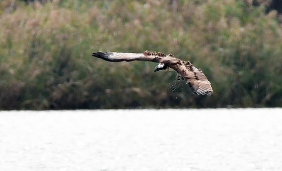 사냥에 집중하는 물수리