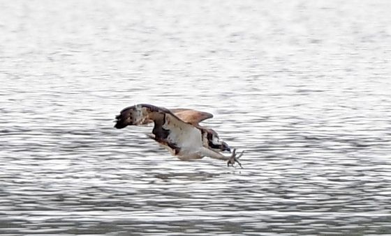 발톱 세운 물수리