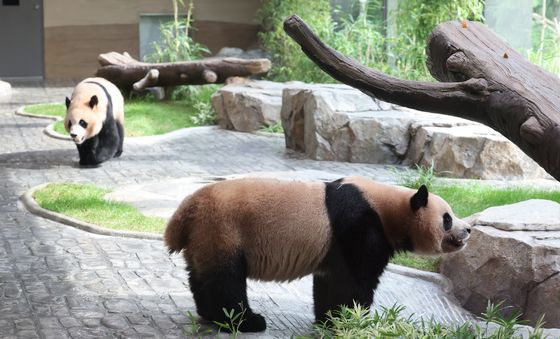 쌍둥이 판다의 홀로서기
