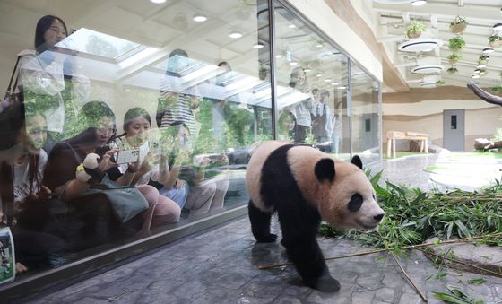 쌍둥이 판다 집들이 왔어요