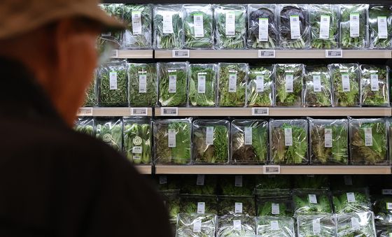 상추 38.9% 오른 상추