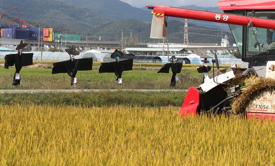 황금들녘 지키는 사자보이즈