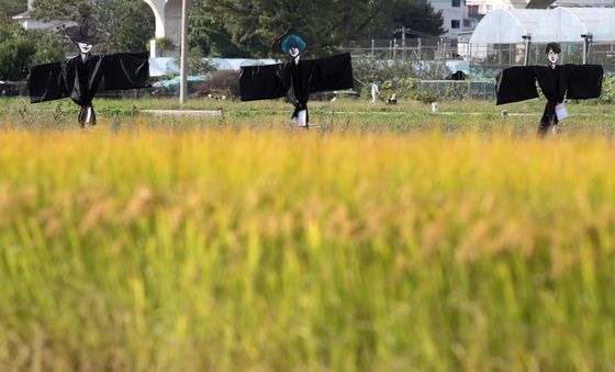 황금들녘 K허수아비
