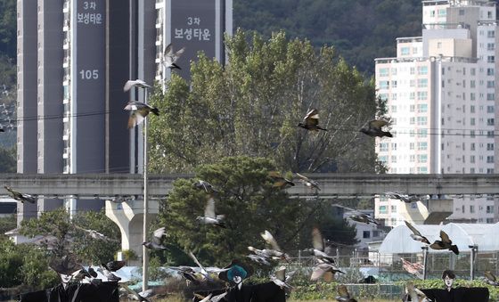 비둘기도 놀라는 사자보이즈