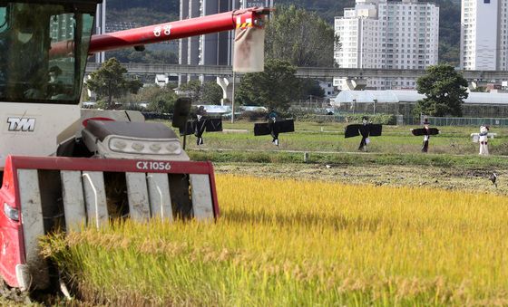 황금들녘 K허수아비