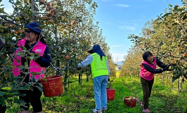 농협 충남본부, 예산 사과밭서 '농심천심' 구슬땀