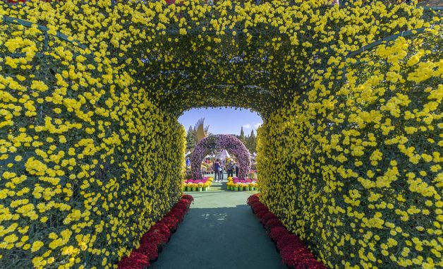 국화 향 가득한 문