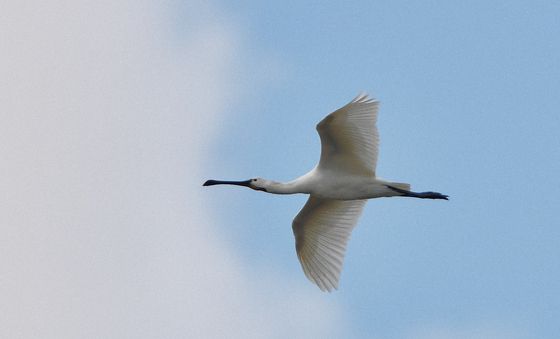 자태뽐내는 천연기념물 노랑부리저어새