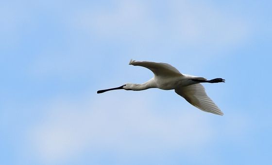형산강 위로 날아가는 노랑부리저어새