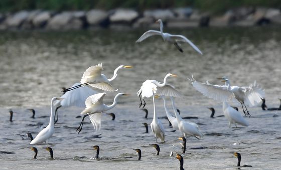 먹잇감 찾아 나선 백로 떼