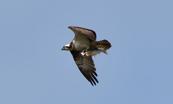 물고기 잡은 물수리