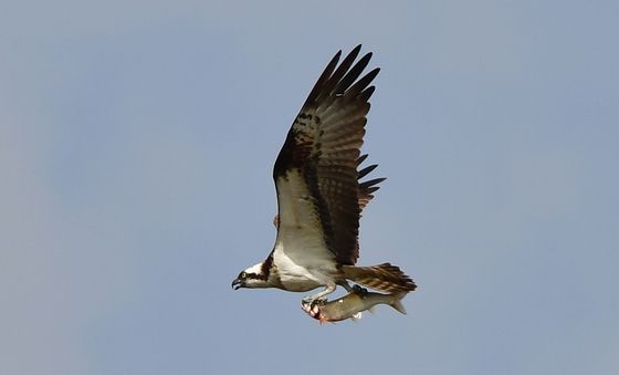 기분 좋은 물수리
