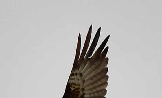 물고기 킬러 물수리