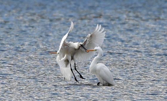 백로 사이로 내려앉는 노랑부리저어새