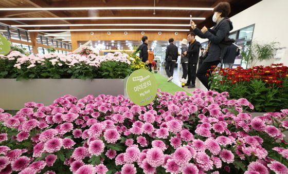 경기도농업기술원, 장미·국화 생생전시회 개최
