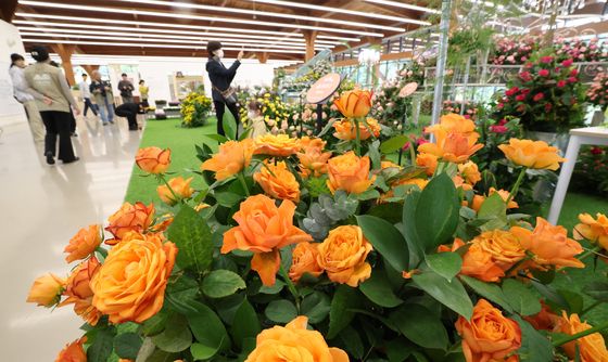 경기도농업기술원, 장미·국화 생생전시회 개최