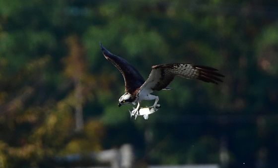 물수리의 사냥 본능