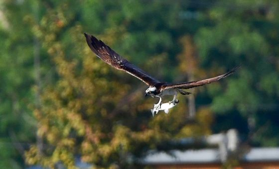 물수리의 바쁜 하루
