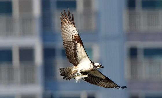 날개펼친 물수리