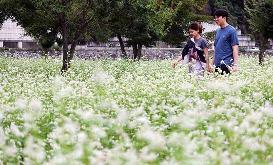 메밀꽃밭 거닐며 연휴 즐겨요