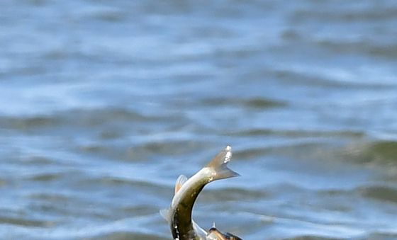 사냥하는 가마우지