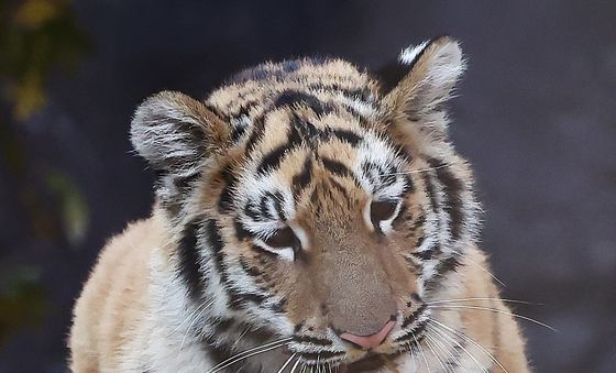 용맹한 시베리아 호랑이 '설호'