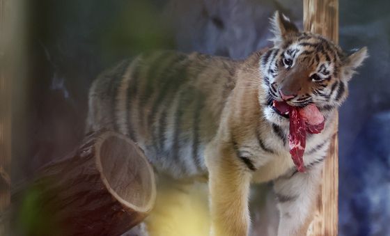 '야무지게 먹어야지'